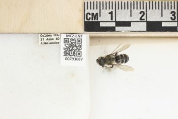 Media type: image;   Entomology 793087 Aspect: Labels